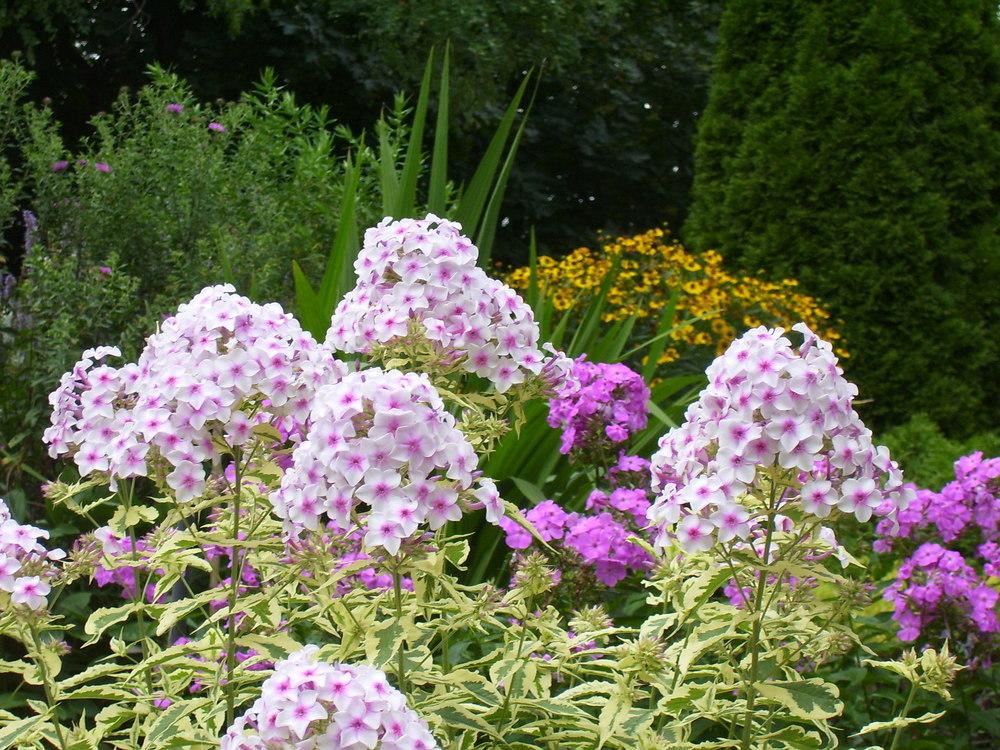 Photo of Variegated Garden Phlox (Phlox paniculata 'Nora Leigh') uploaded by SunnyBorders