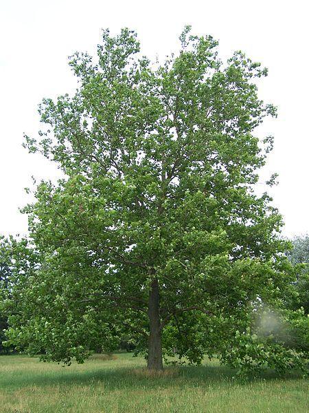 Photo of American Sycamore (Platanus occidentalis) uploaded by robertduval14