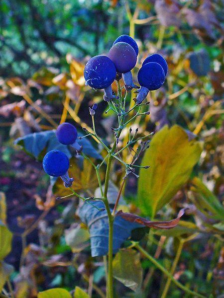 Photo of Blue Cohosh (Caulophyllum thalictroides) uploaded by robertduval14