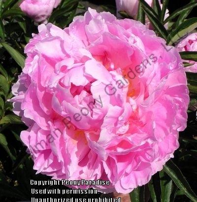 Photo of Peony (Paeonia lactiflora 'Hermione') uploaded by vic