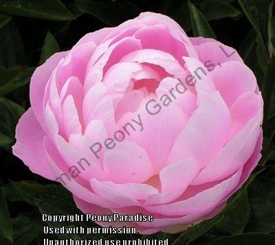 Photo of Chinese Peony (Paeonia lactifora 'Mrs. Franklin D. Roosevelt') uploaded by vic