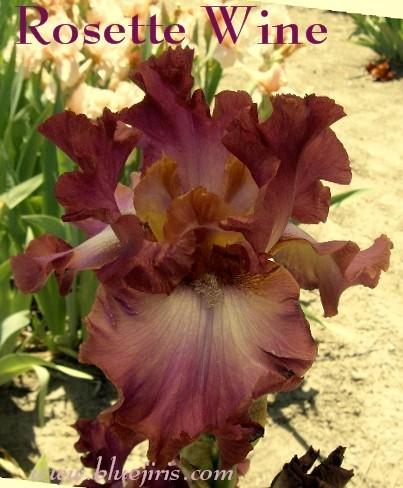 Photo of Tall Bearded Iris (Iris 'Rosette Wine') uploaded by Calif_Sue
