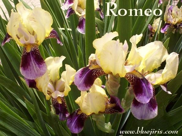 Photo of Tall Bearded Iris (Iris 'Roméo') uploaded by Calif_Sue