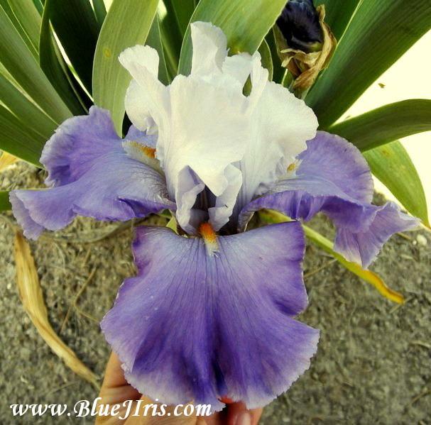 Photo of Tall Bearded Iris (Iris 'Revolution') uploaded by Calif_Sue
