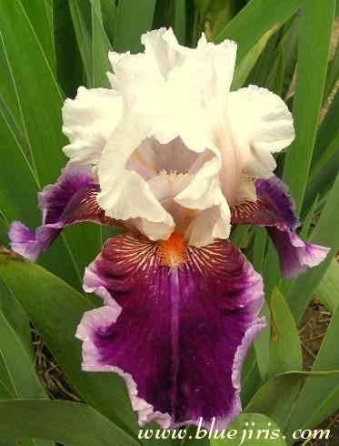 Photo of Tall Bearded Iris (Iris 'Ringo') uploaded by Calif_Sue