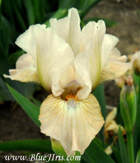 Photo of Intermediate Bearded Iris (Iris 'Rumours') uploaded by Calif_Sue