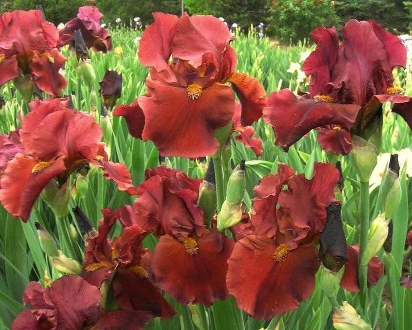 Photo of Tall Bearded Iris (Iris 'Redhead Winifred') uploaded by Calif_Sue