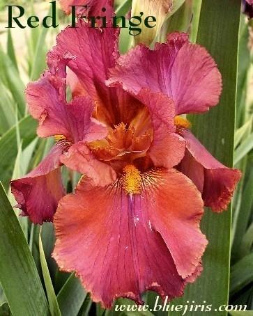 Photo of Tall Bearded Iris (Iris 'Red Fringe') uploaded by Calif_Sue
