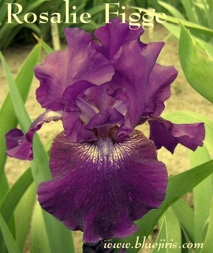 Photo of Tall Bearded Iris (Iris 'Rosalie Figge') uploaded by Calif_Sue