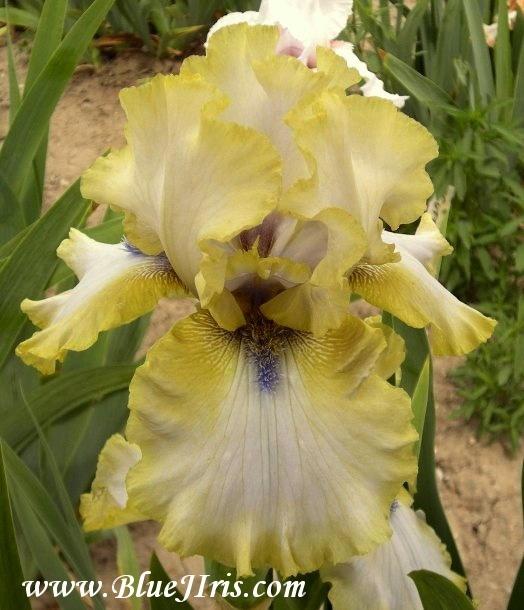 Photo of Tall Bearded Iris (Iris 'Ride the Tiger') uploaded by Calif_Sue