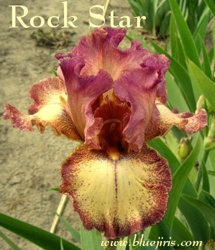 Photo of Tall Bearded Iris (Iris 'Rock Star') uploaded by Calif_Sue