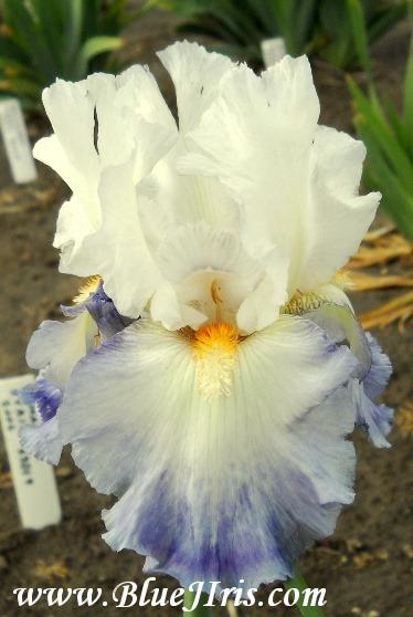 Photo of Tall Bearded Iris (Iris 'Rebecca Perret') uploaded by Calif_Sue