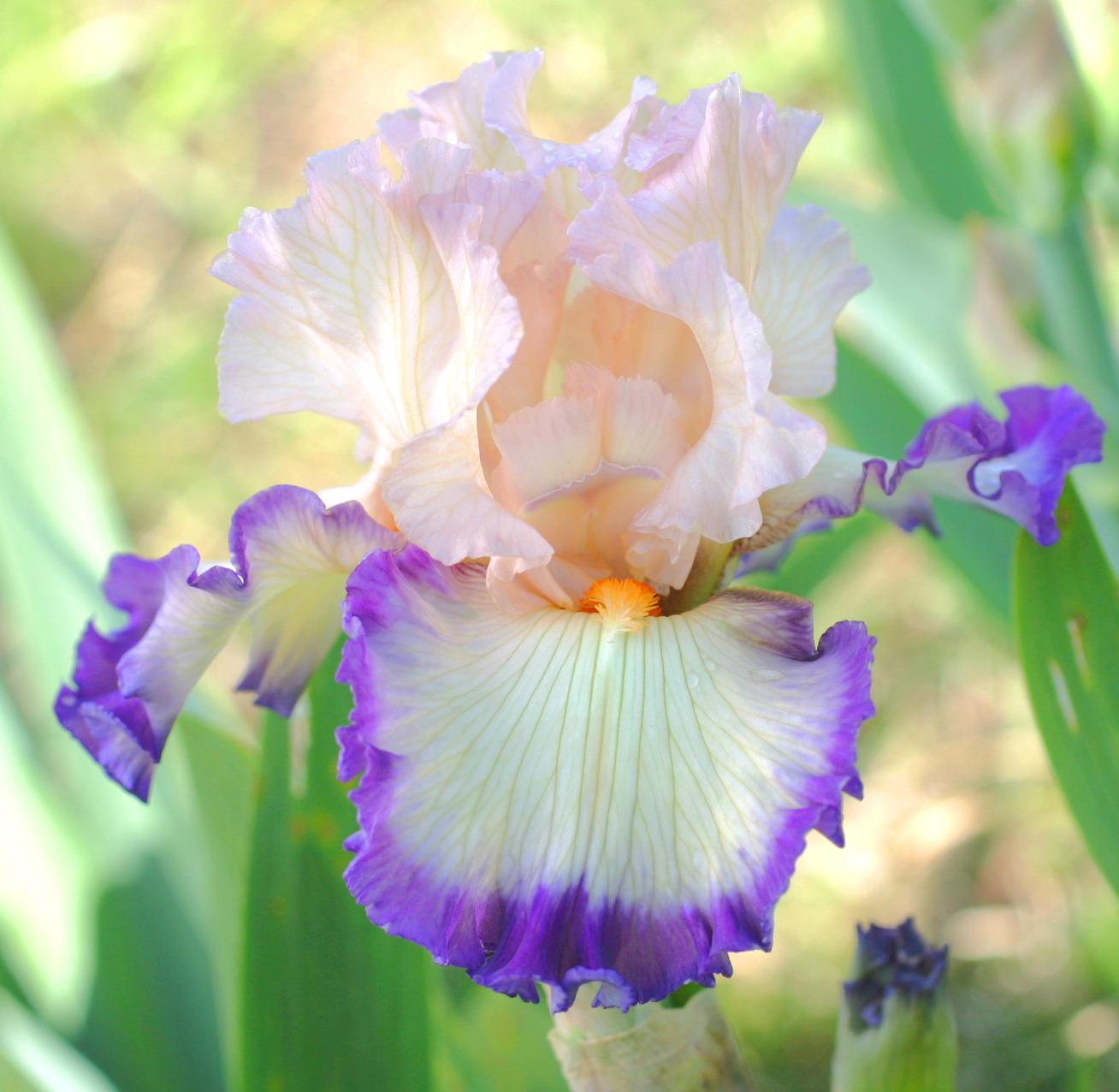 Photo of Tall Bearded Iris (Iris 'Ginny Mitchell') uploaded by Calif_Sue