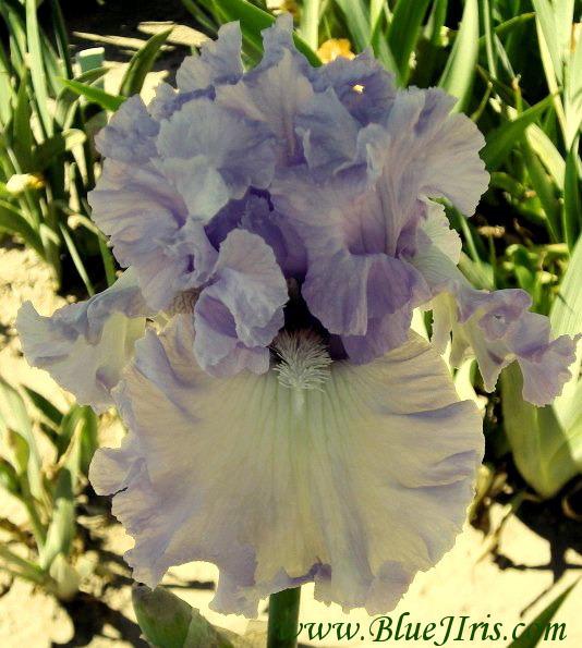 Photo of Tall Bearded Iris (Iris 'Royal Sterling') uploaded by Calif_Sue