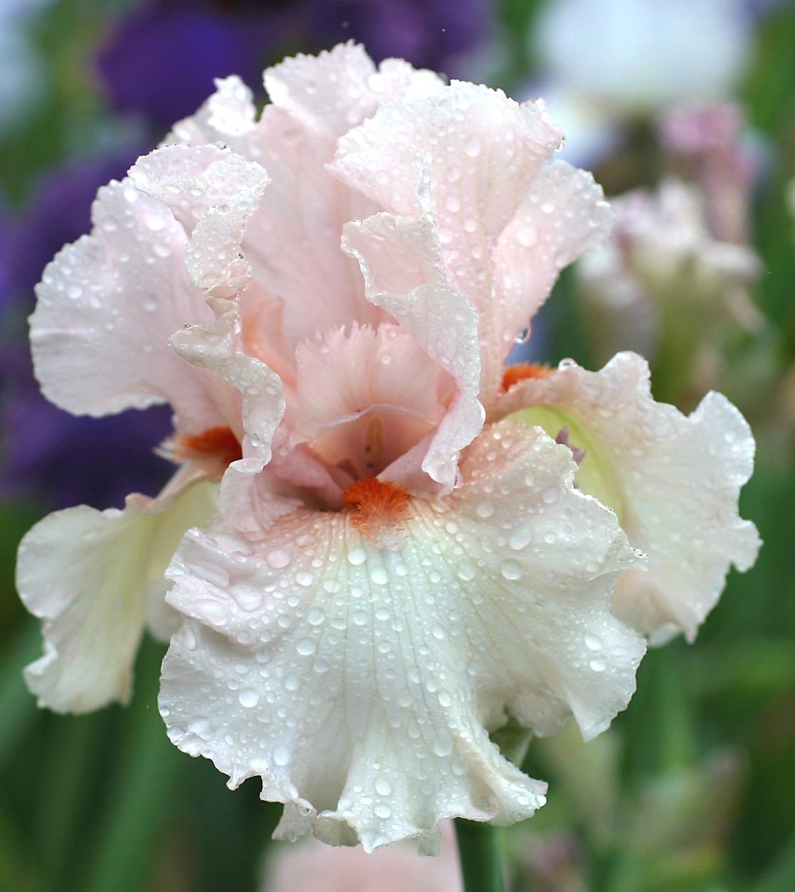 Photo of Tall Bearded Iris (Iris 'Bertha Brownlee') uploaded by Calif_Sue