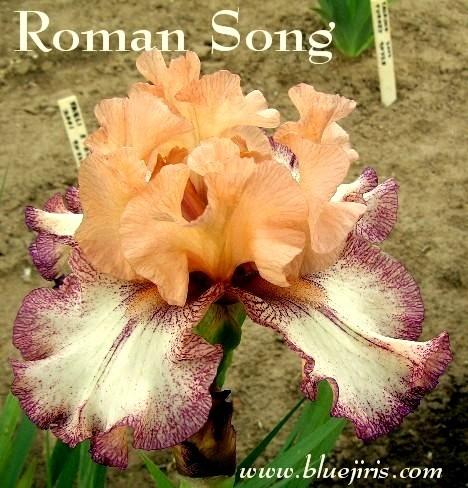 Photo of Tall Bearded Iris (Iris 'Roman Song') uploaded by Calif_Sue