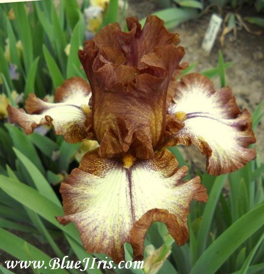 Photo of Tall Bearded Iris (Iris 'Ruffled Feathers') uploaded by Calif_Sue