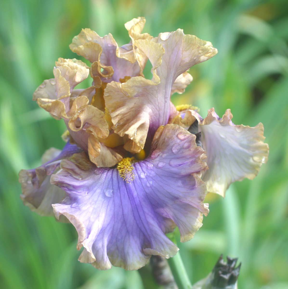 Photo of Tall Bearded Iris (Iris 'Moon Spirit') uploaded by Calif_Sue