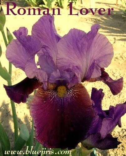 Photo of Tall Bearded Iris (Iris 'Roman Lover') uploaded by Calif_Sue