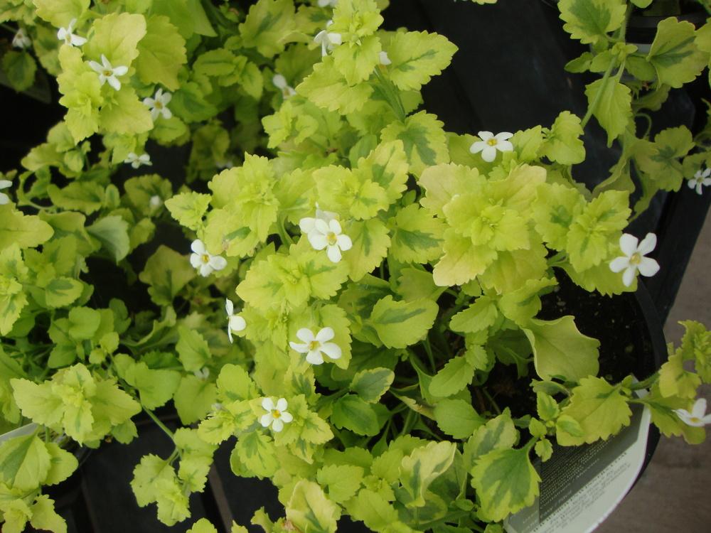 Photo of Bacopa (Sutera Gold 'n' Pearls) uploaded by Paul2032