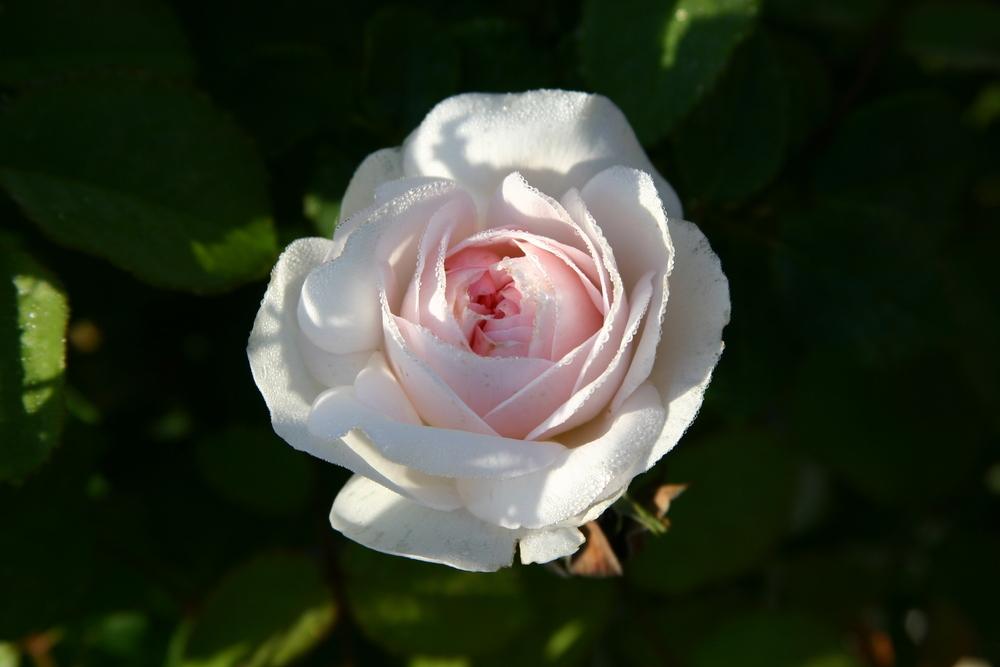 Photo of Rose (Rosa 'Sharifa Asma') uploaded by Trish