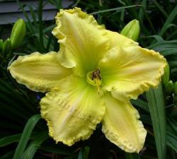 Thumb of 2013-04-22/daylily/69d695