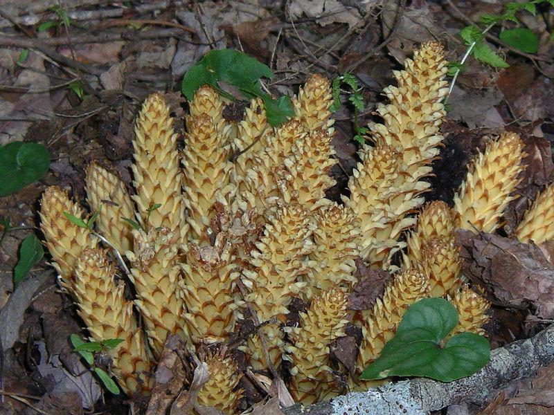 Photo of Squawroot (Conopholis americana) uploaded by robertduval14