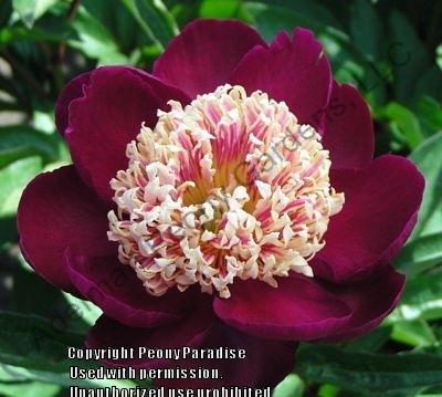 Photo of Peony (Paeonia lactifora 'Sword Dance') uploaded by vic