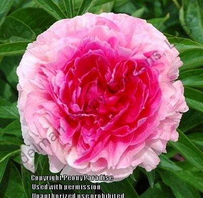 Photo of Peony (Paeonia 'Rose Heart') uploaded by vic