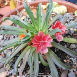 Location: In my Northern California garden
Date: 2013-04-13
