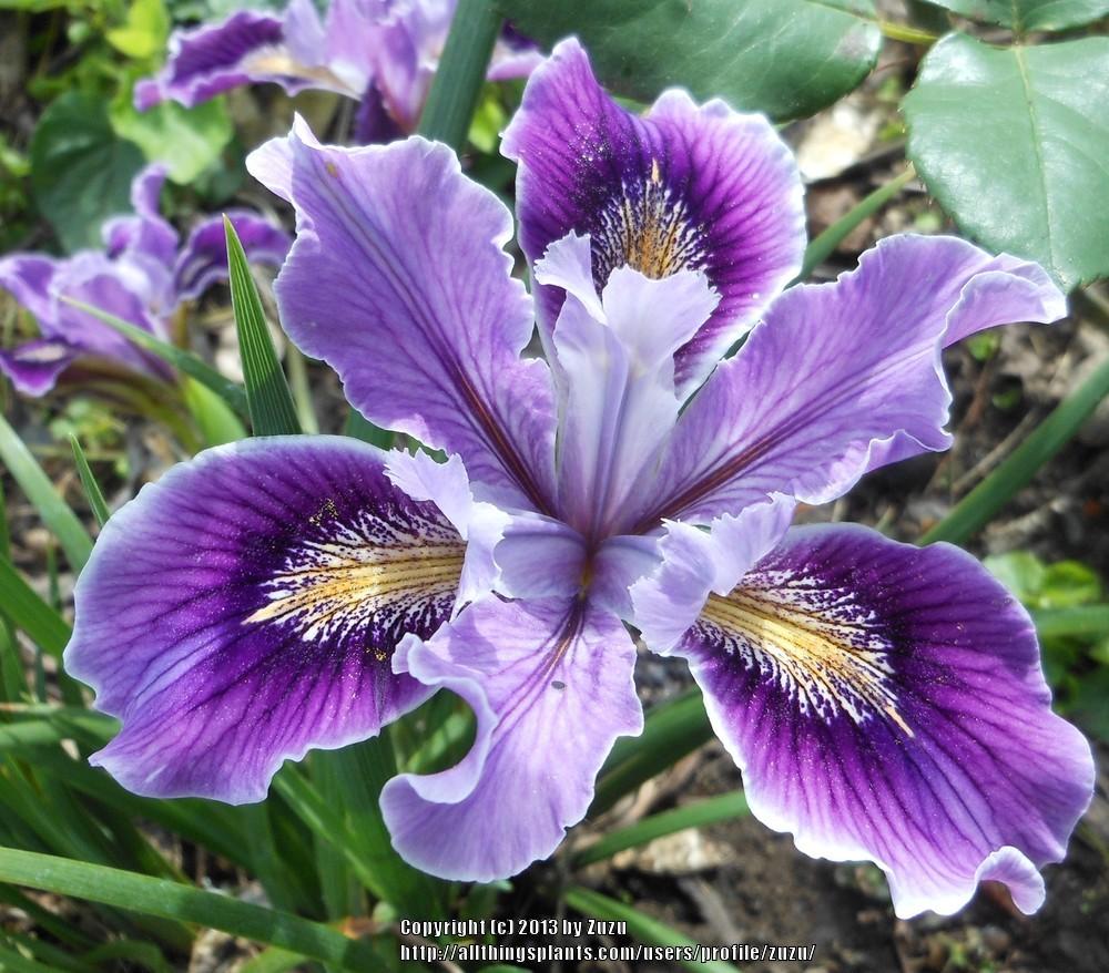 Photo of Pacific Coast Iris (Iris 'Filoli.') uploaded by zuzu