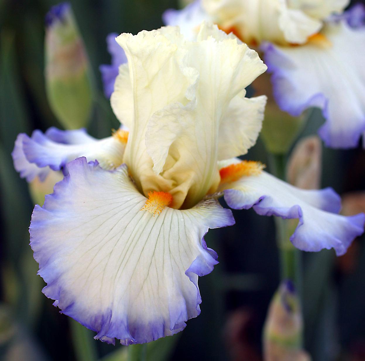 Photo of Tall Bearded Iris (Iris 'Spring Awakening') uploaded by Calif_Sue