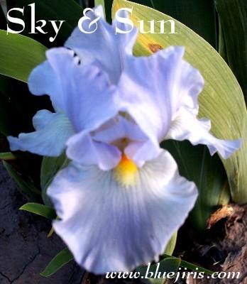 Photo of Tall Bearded Iris (Iris 'Sky and Sun') uploaded by Calif_Sue