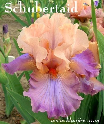 Photo of Tall Bearded Iris (Iris 'Schubertiad') uploaded by Calif_Sue