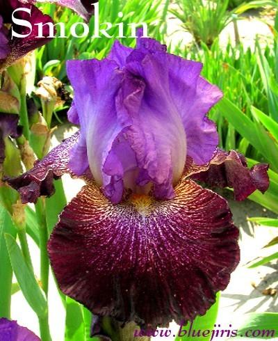Photo of Tall Bearded Iris (Iris 'Smokin') uploaded by Calif_Sue