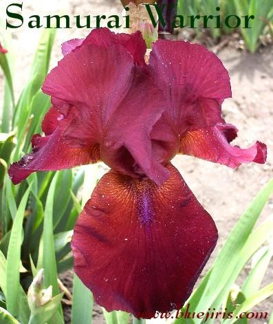Photo of Tall Bearded Iris (Iris 'Samurai Warrior') uploaded by Calif_Sue
