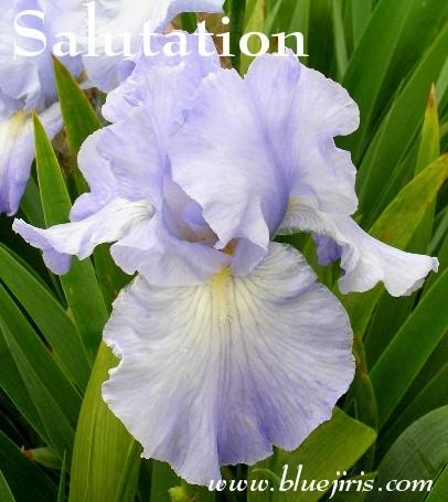 Photo of Tall Bearded Iris (Iris 'Salutation.') uploaded by Calif_Sue