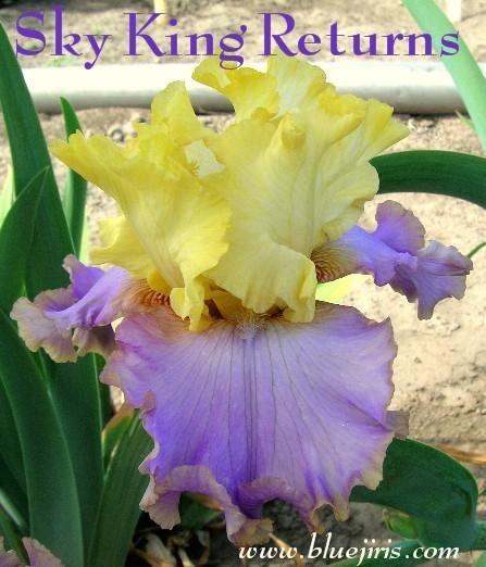 Photo of Tall Bearded Iris (Iris 'Sky King Returns') uploaded by Calif_Sue