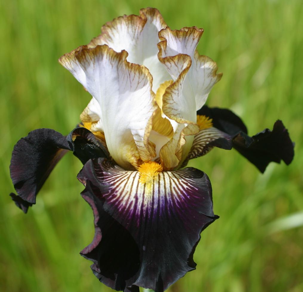 Photo of Tall Bearded Iris (Iris 'New Found Glory') uploaded by Calif_Sue