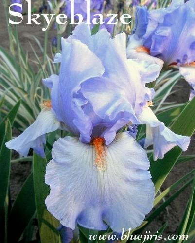 Photo of Tall Bearded Iris (Iris 'Skyblaze') uploaded by Calif_Sue