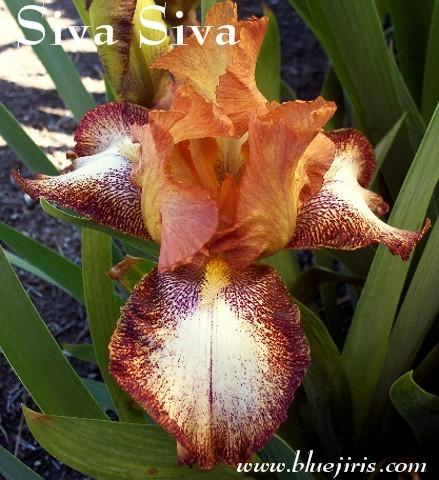 Photo of Tall Bearded Iris (Iris 'Siva Siva') uploaded by Calif_Sue