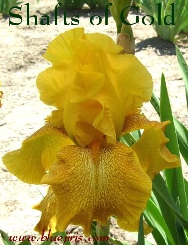 Photo of Tall Bearded Iris (Iris 'Shaft of Gold') uploaded by Calif_Sue