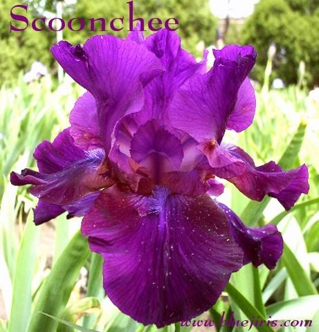 Photo of Tall Bearded Iris (Iris 'Scoonchee') uploaded by Calif_Sue
