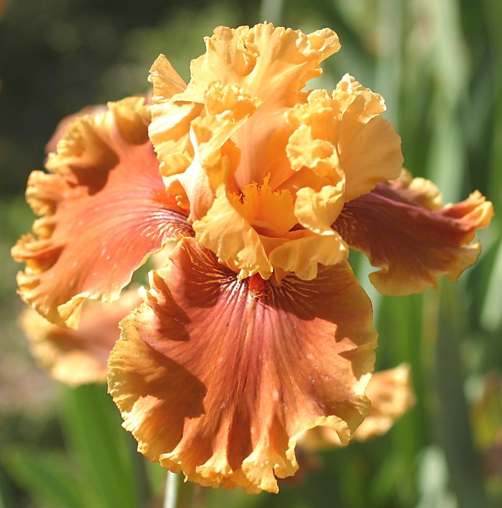 Photo of Tall Bearded Iris (Iris 'Mango Queen') uploaded by Calif_Sue