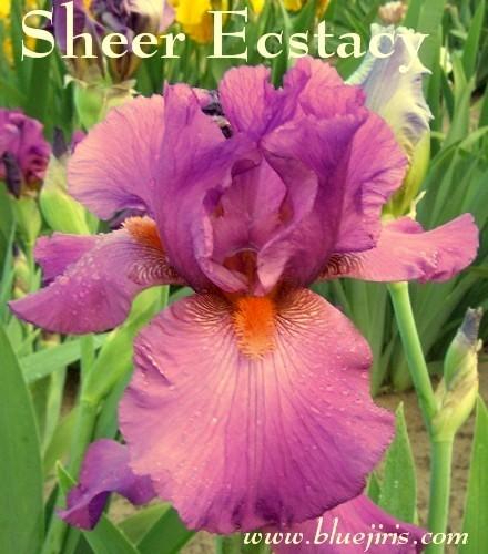 Photo of Tall Bearded Iris (Iris 'Sheer Ecstasy') uploaded by Calif_Sue