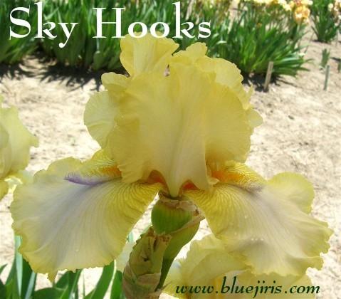 Photo of Tall Bearded Iris (Iris 'Sky Hooks') uploaded by Calif_Sue