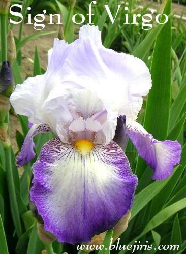 Photo of Tall Bearded Iris (Iris 'Sign of Virgo') uploaded by Calif_Sue