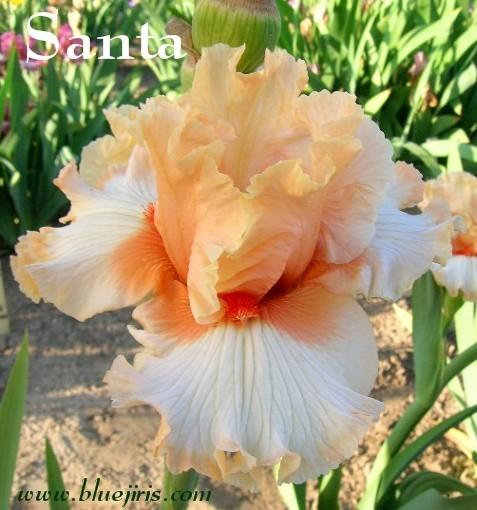 Photo of Tall Bearded Iris (Iris 'Santa') uploaded by Calif_Sue