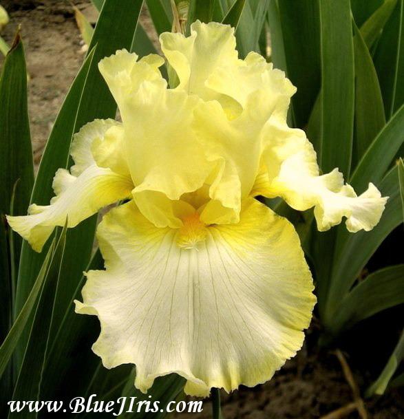 Photo of Tall Bearded Iris (Iris 'Ruth Simmons') uploaded by Calif_Sue