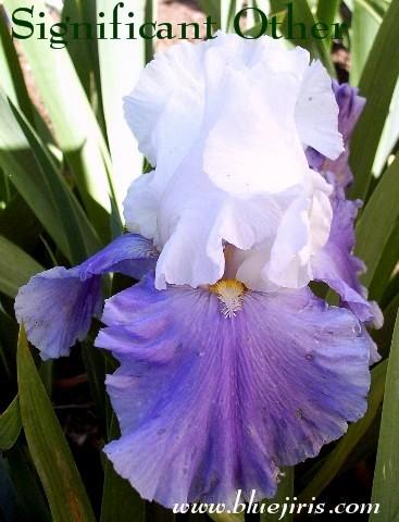 Photo of Tall Bearded Iris (Iris 'Significant Other') uploaded by Calif_Sue